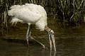 image by Kirms Photography Wood Storks-5